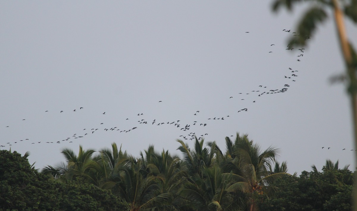 Glossy Ibis - Civin Solomon