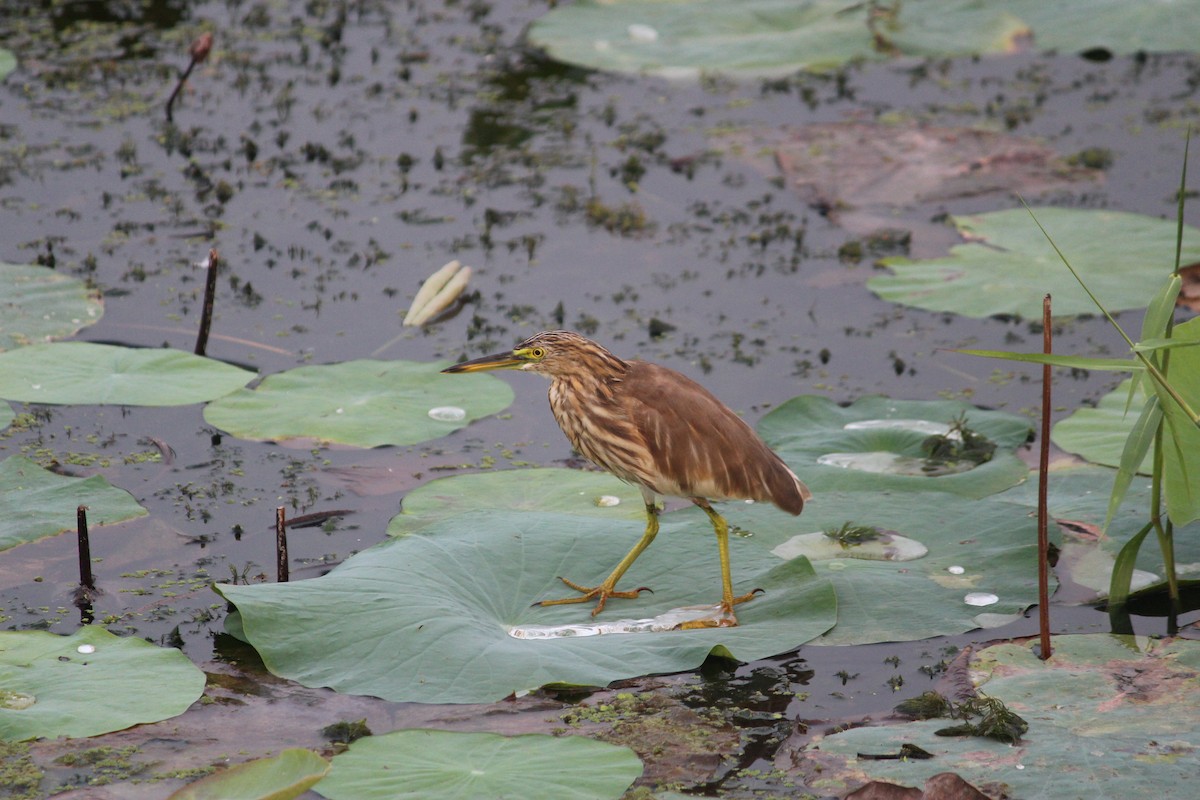 Indian Pond-Heron - Civin Solomon