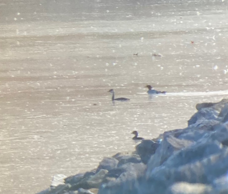 Red-necked Grebe - ML610589294