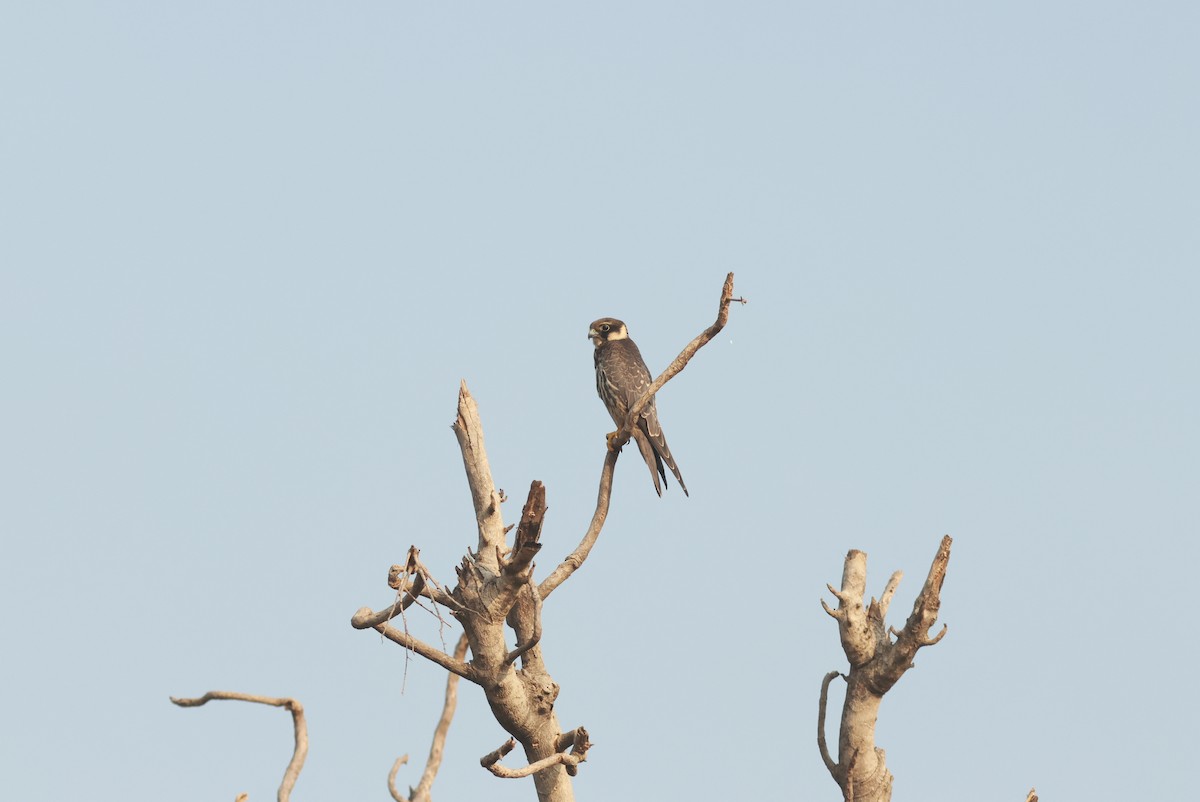 Eurasian Hobby - ML610589299