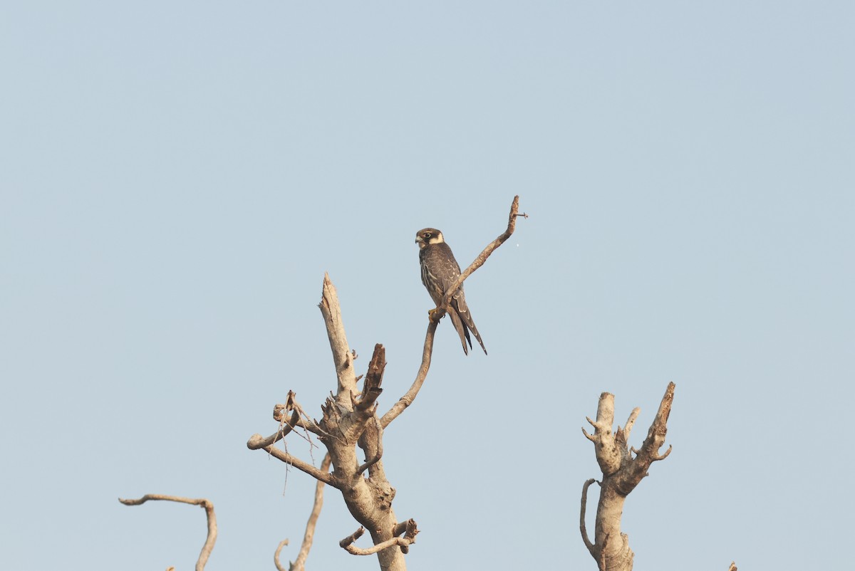 Eurasian Hobby - ML610589300