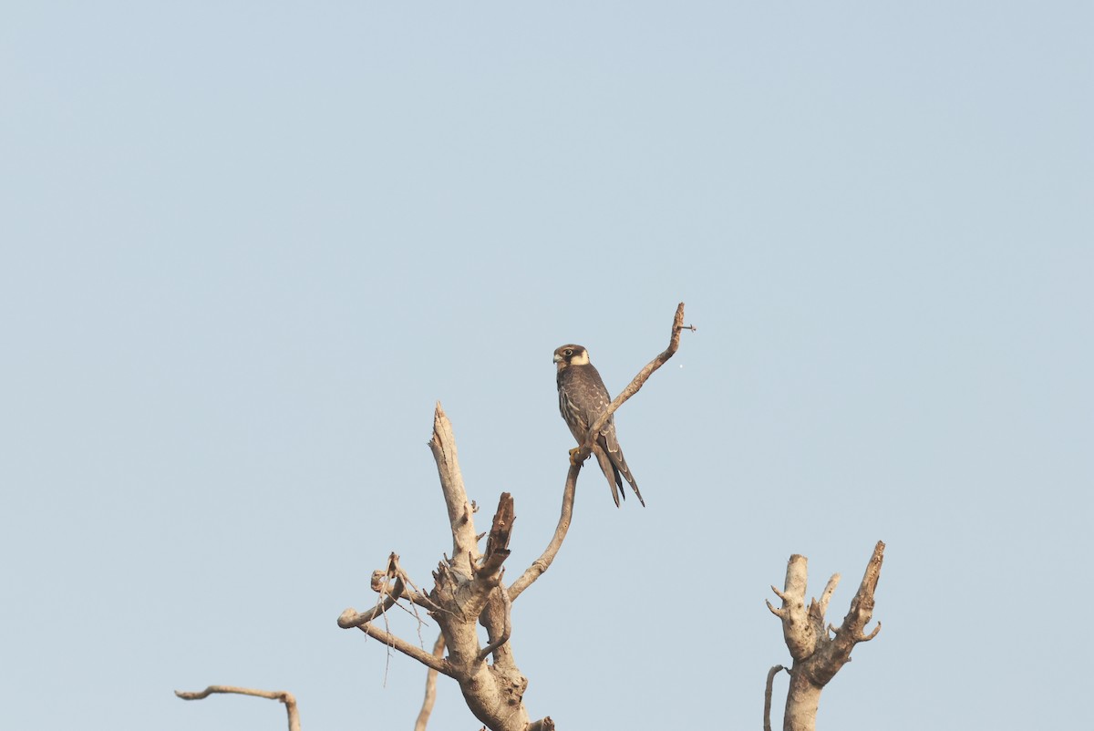 Eurasian Hobby - ML610589301