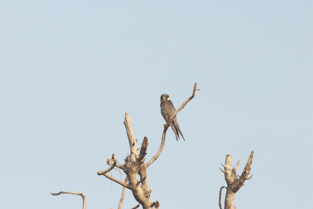 Eurasian Hobby - ML610589302