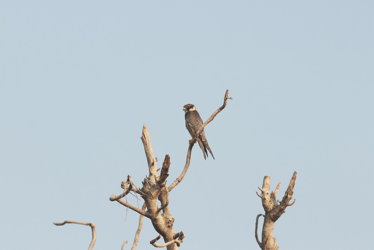 Eurasian Hobby - ML610589303