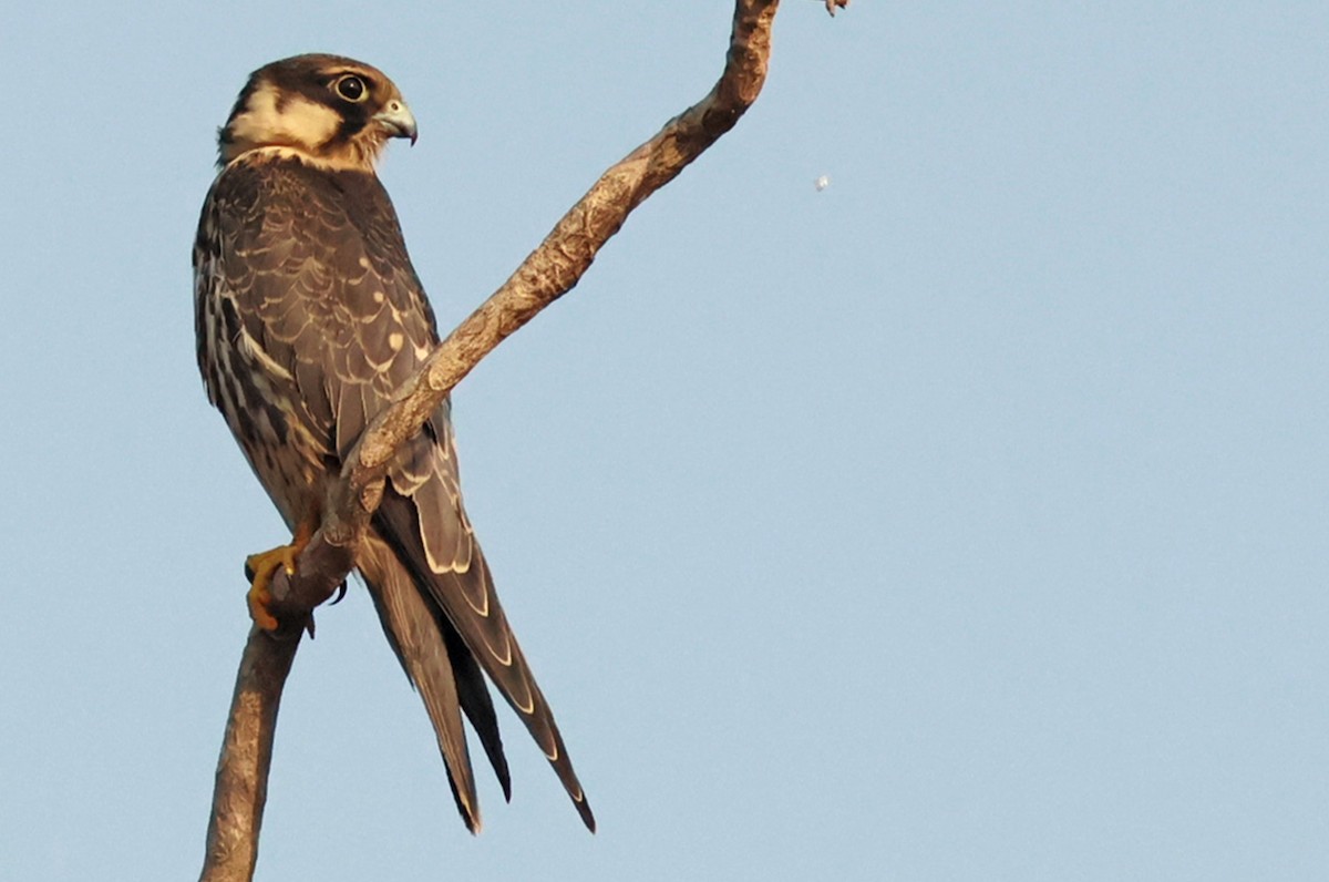 Eurasian Hobby - ML610589304