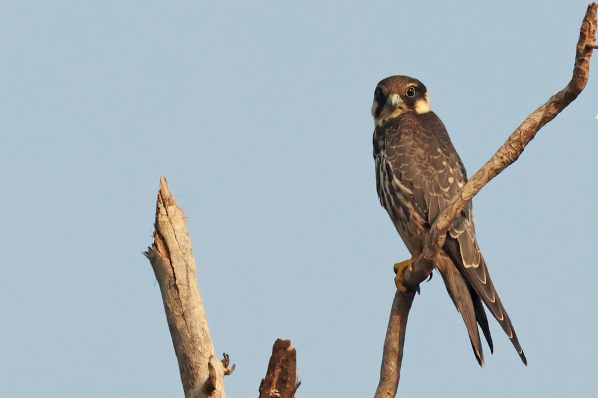 Eurasian Hobby - ML610589305