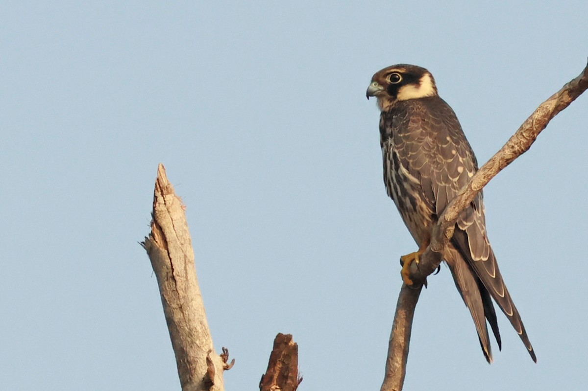 Eurasian Hobby - ML610589306