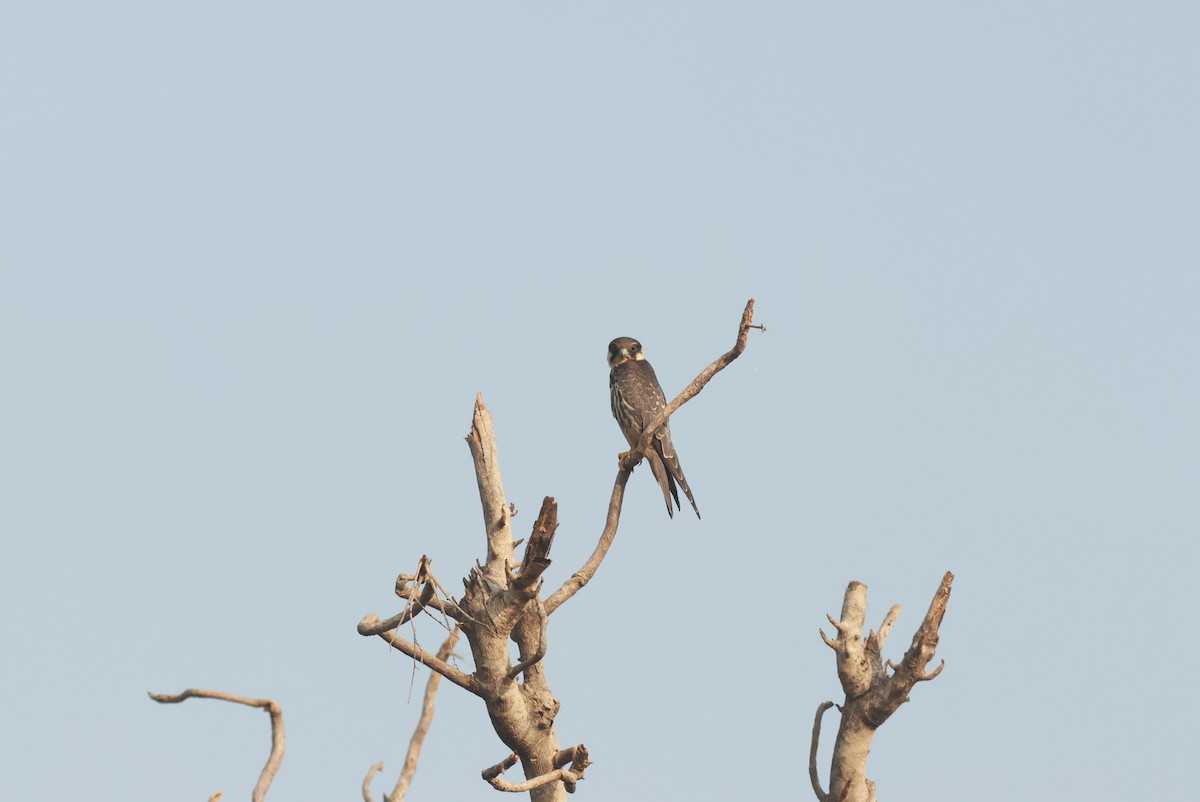 Eurasian Hobby - ML610589307