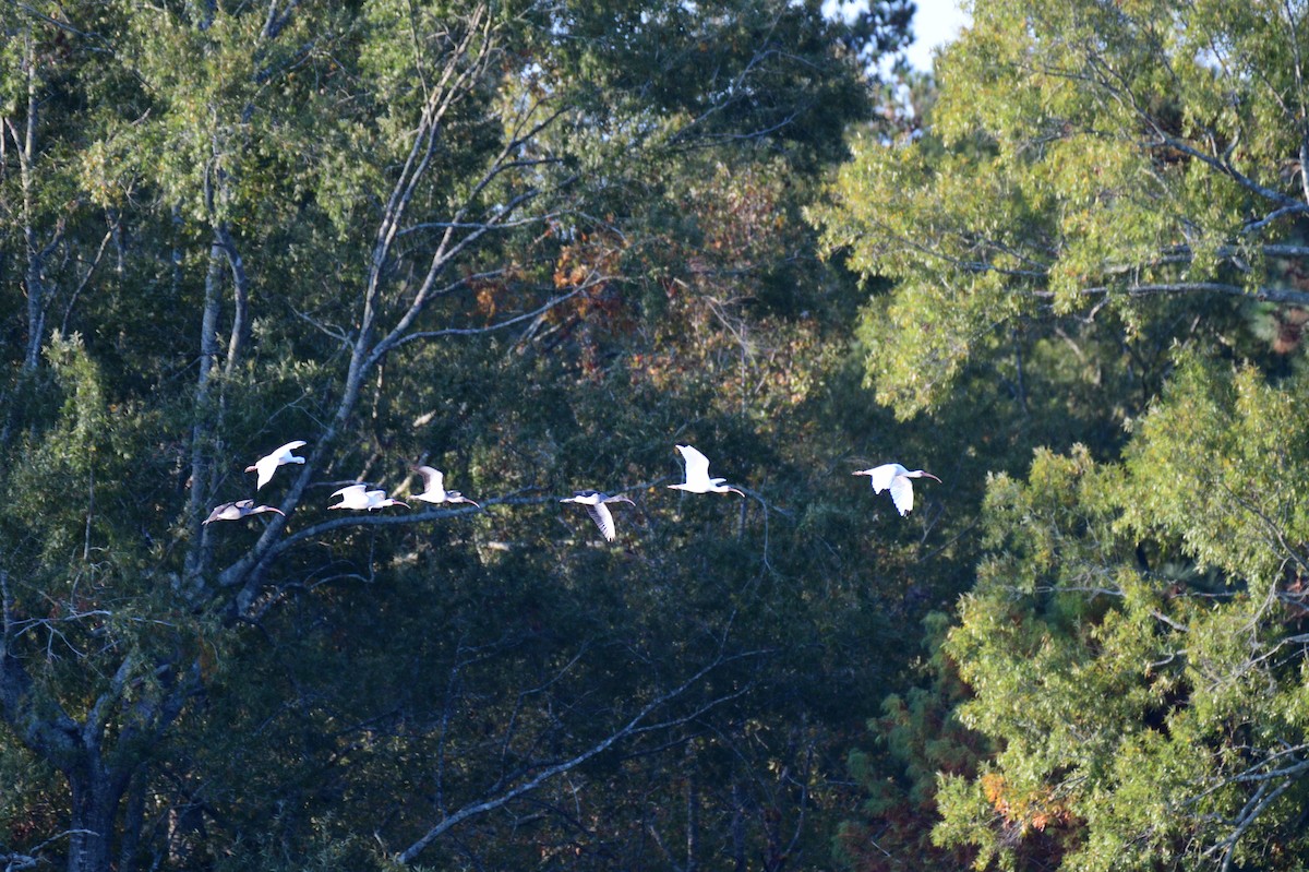 White Ibis - ML610589405