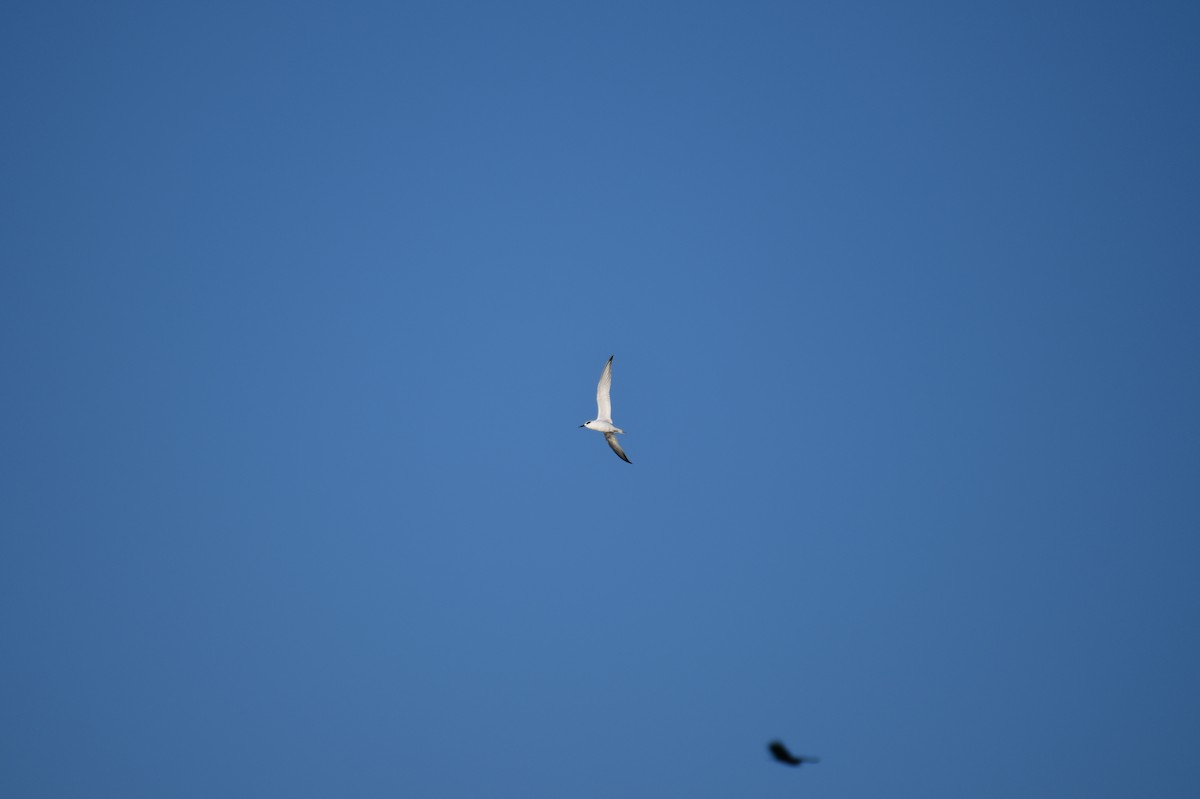 Forster's Tern - ML610589427