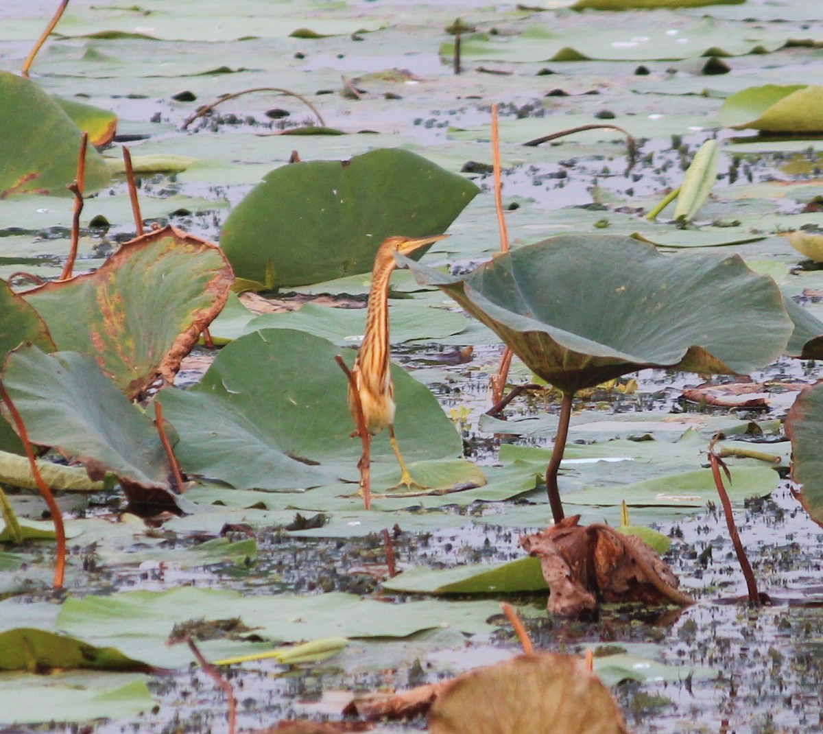 Yellow Bittern - ML610589451