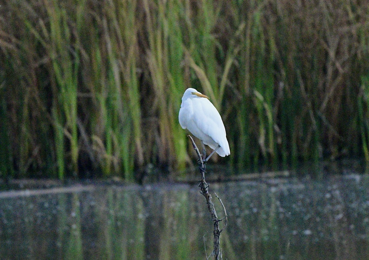 Great Egret - ML610589512