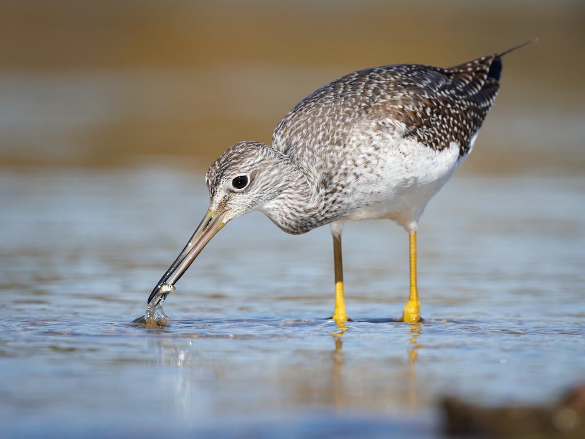 Greater Yellowlegs - ML610589629