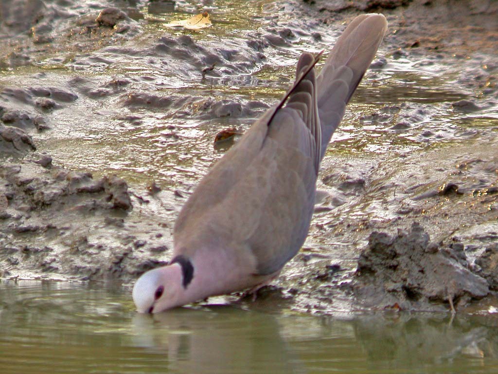 Red-eyed Dove - ML610589655