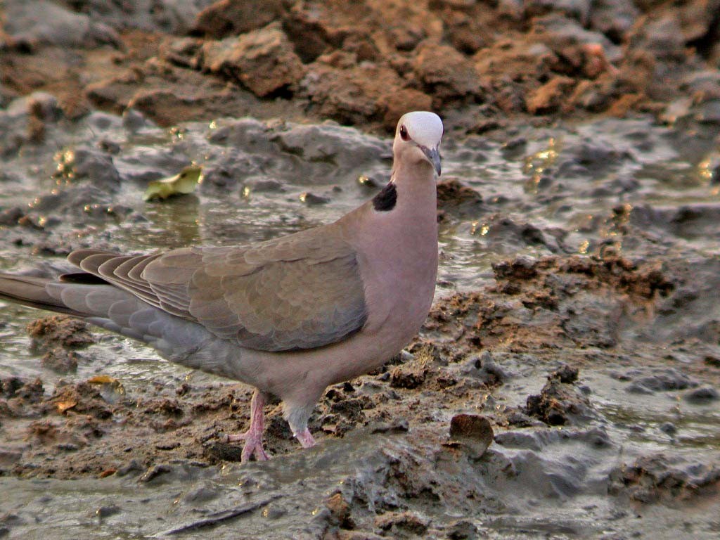 Red-eyed Dove - ML610589657