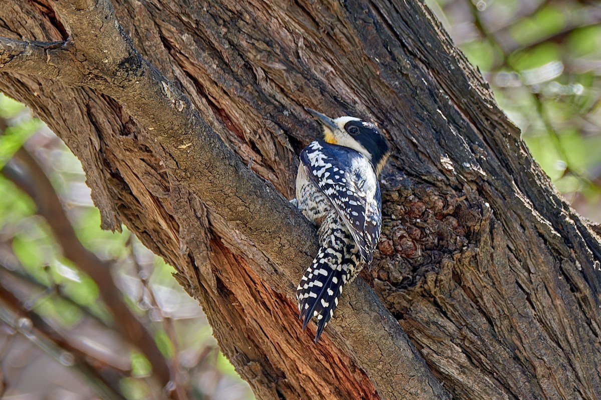 White-fronted Woodpecker - ML610589740