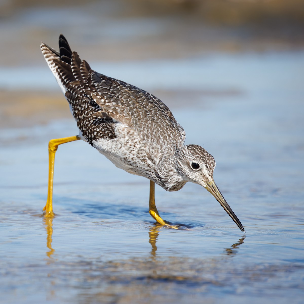 Greater Yellowlegs - ML610589766