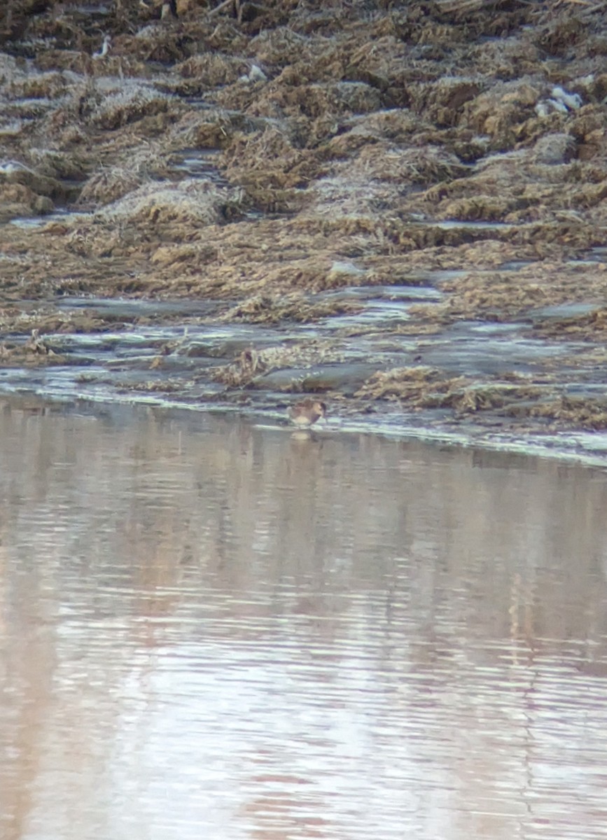 Pectoral Sandpiper - ML610589800