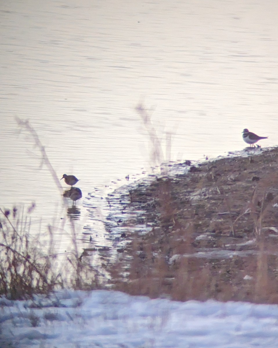 Pectoral Sandpiper - ML610589802