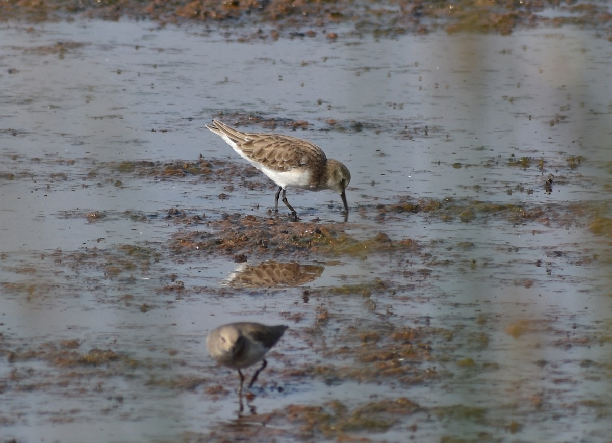 Zwergstrandläufer - ML610589814