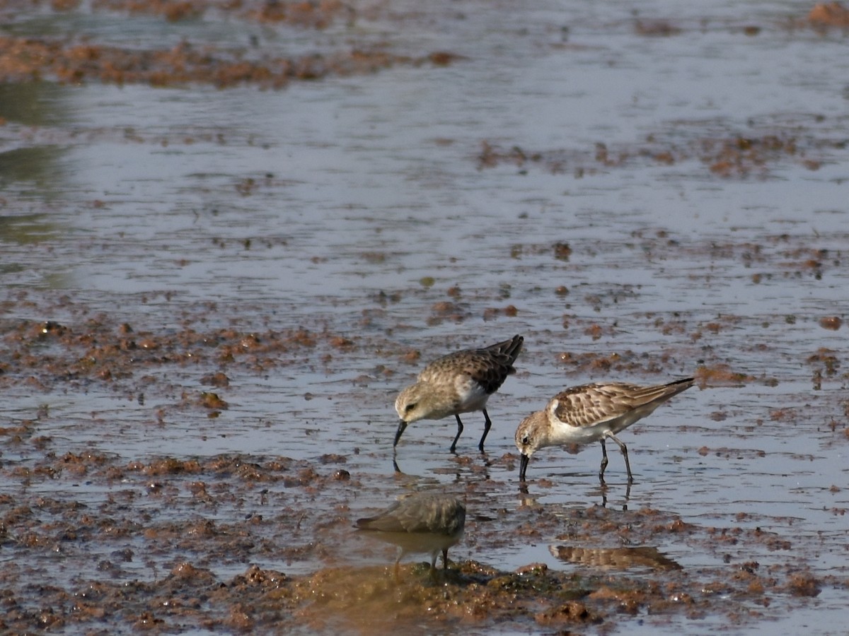 Little Stint - ML610589817