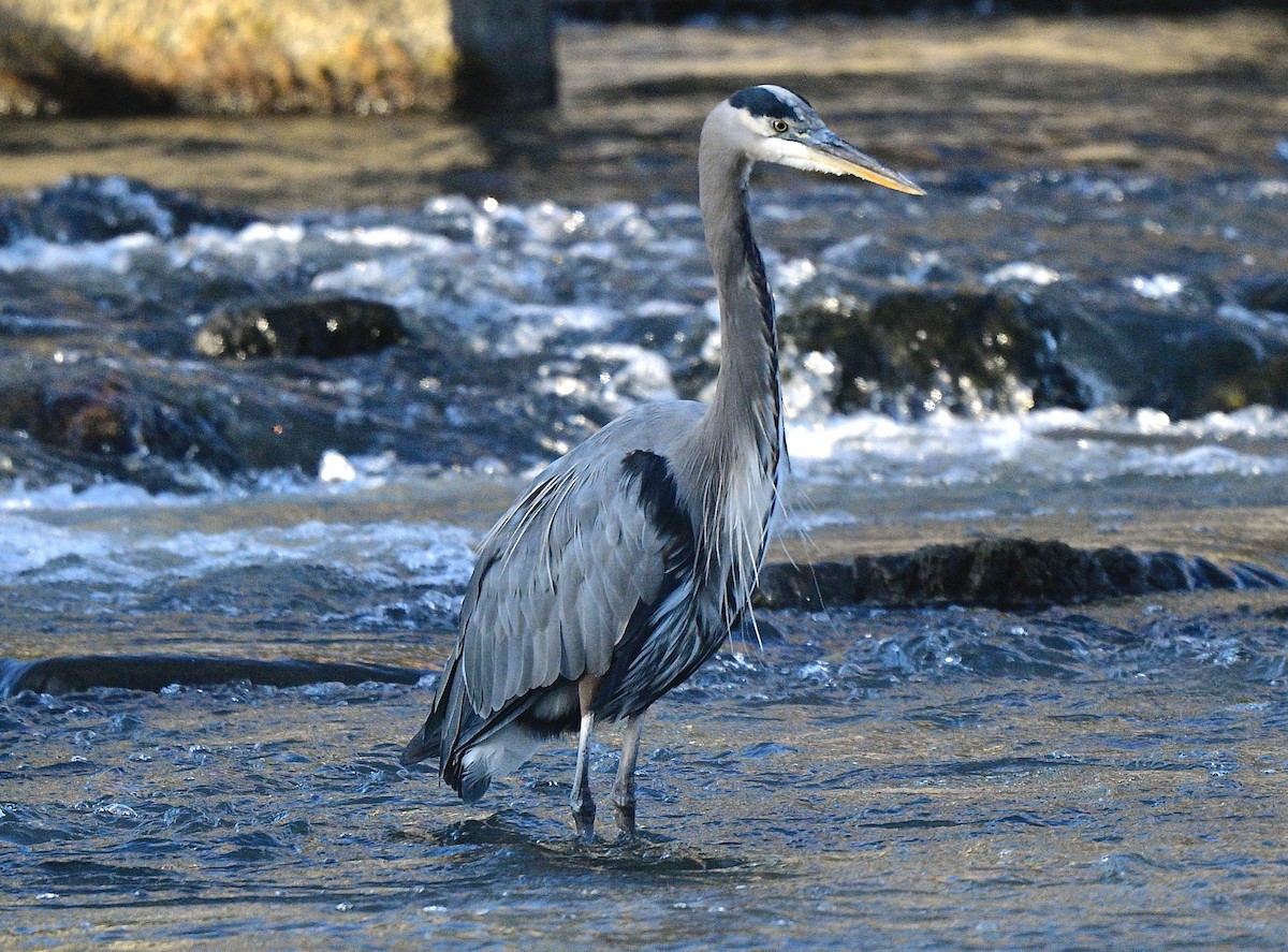 Great Blue Heron - ML610589868