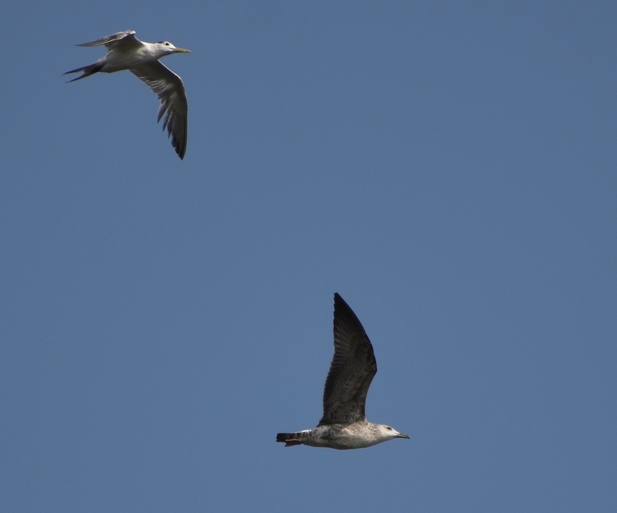 Lesser Black-backed Gull - ML610589878