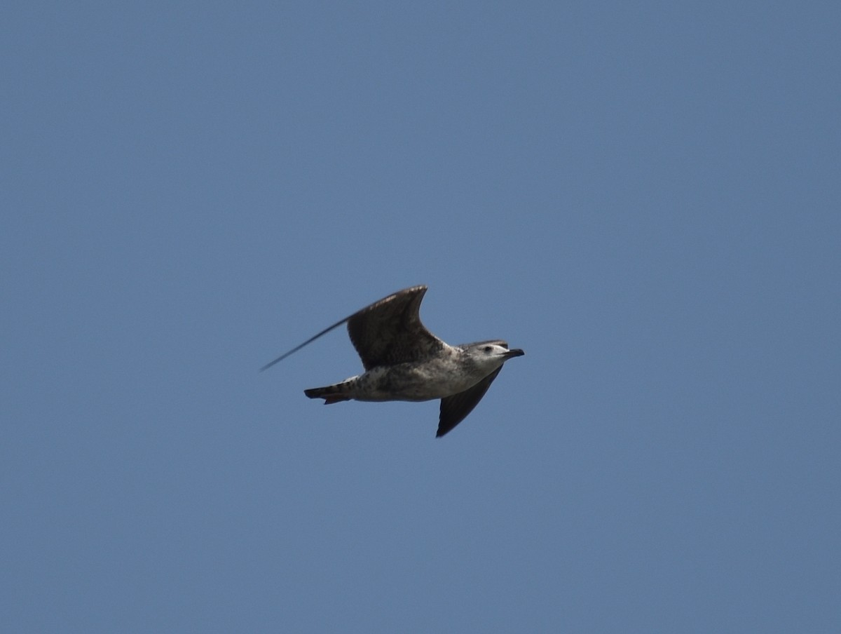 Lesser Black-backed Gull - ML610589880