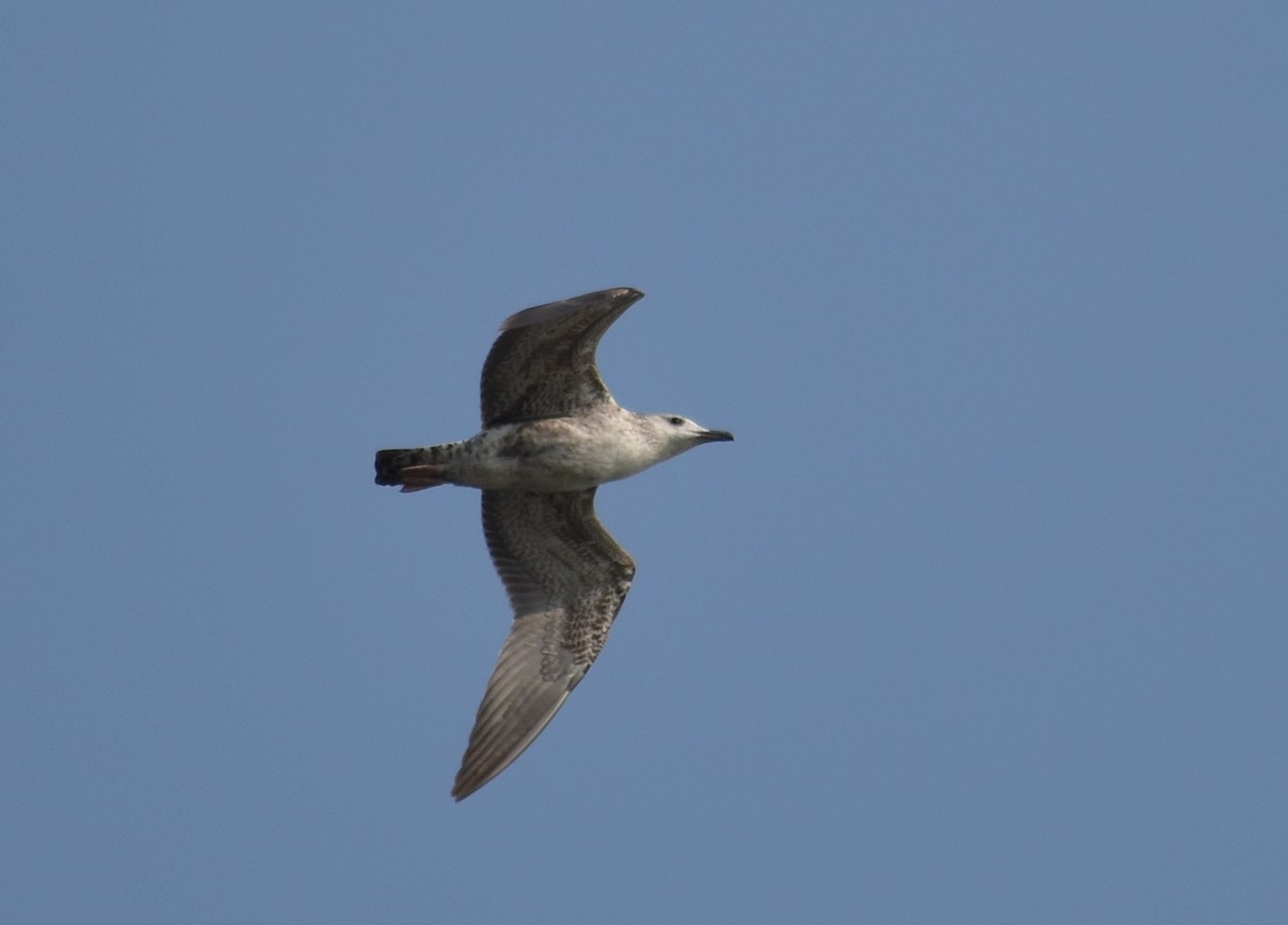 Lesser Black-backed Gull - ML610589881