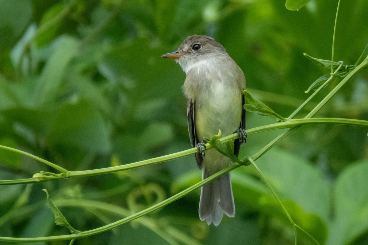 Willow Flycatcher - ML610589885