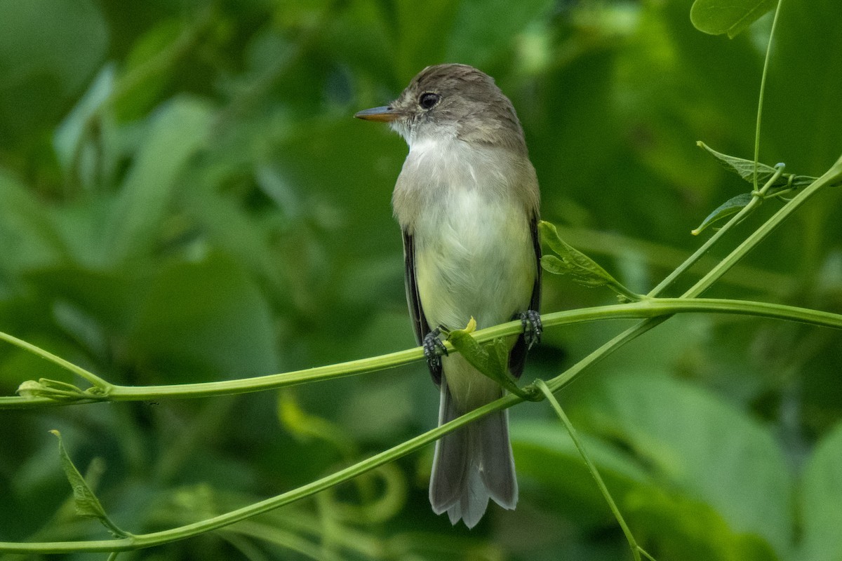 Willow Flycatcher - ML610589887