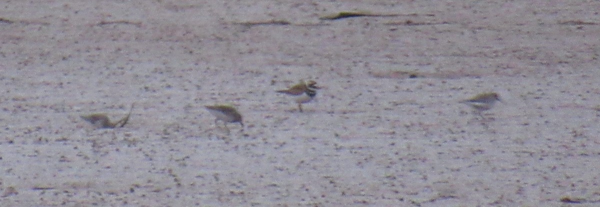 Dunlin - ML610589959