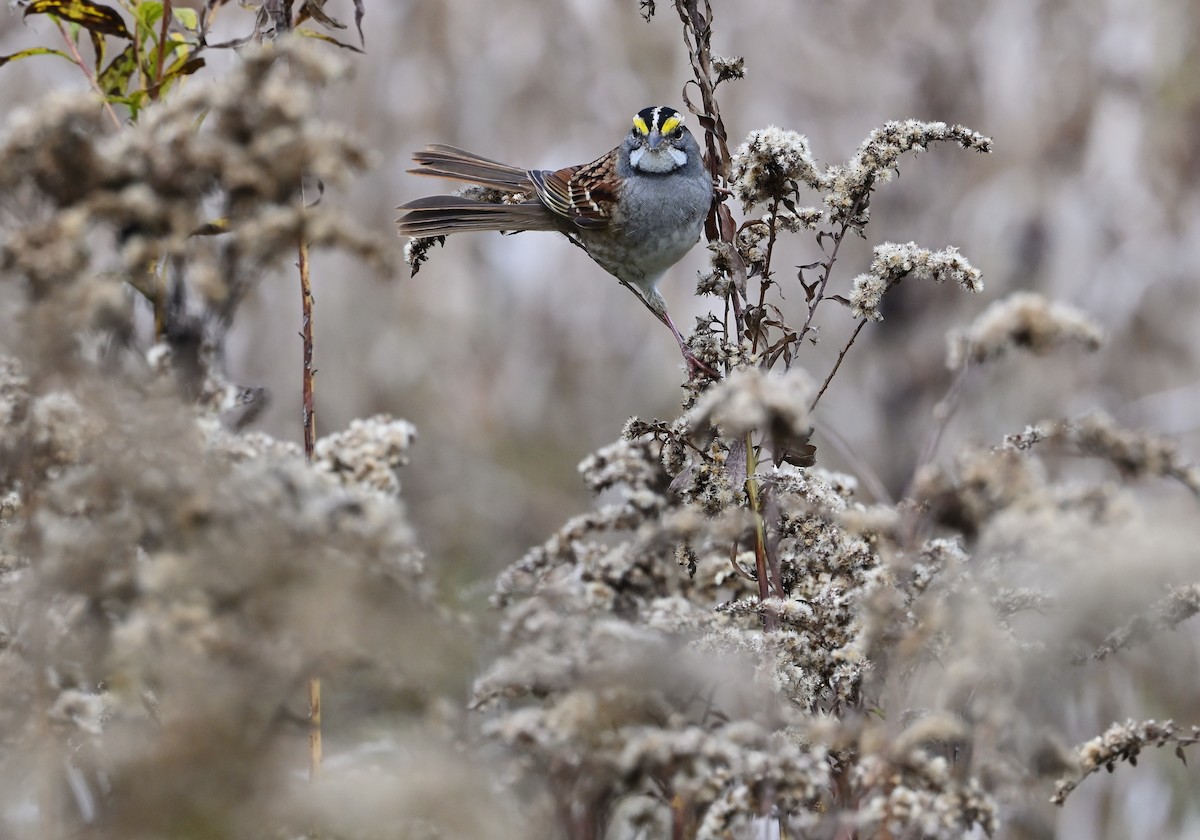White-throated Sparrow - ML610589980