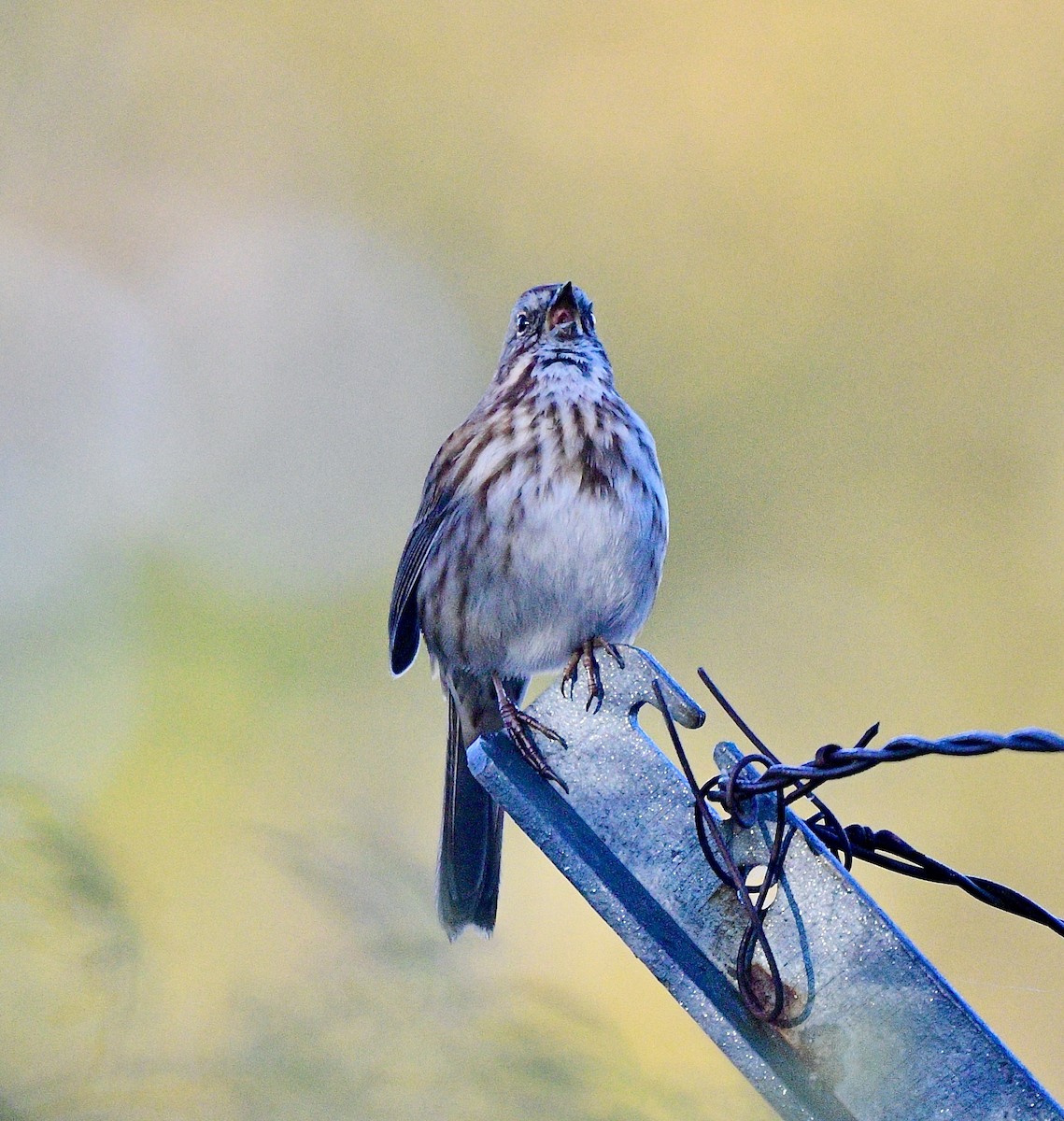 Song Sparrow - Norman Eshoo