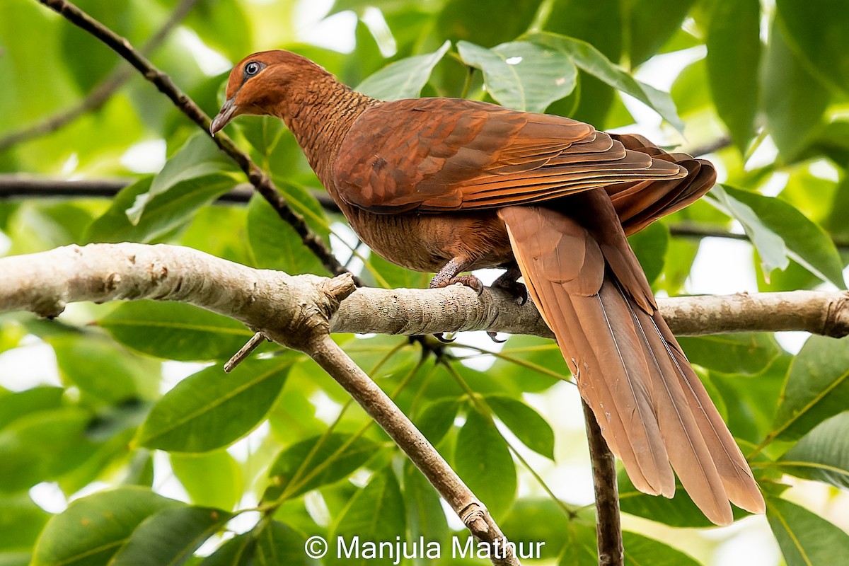 Andaman Cuckoo-Dove - Manjula Mathur