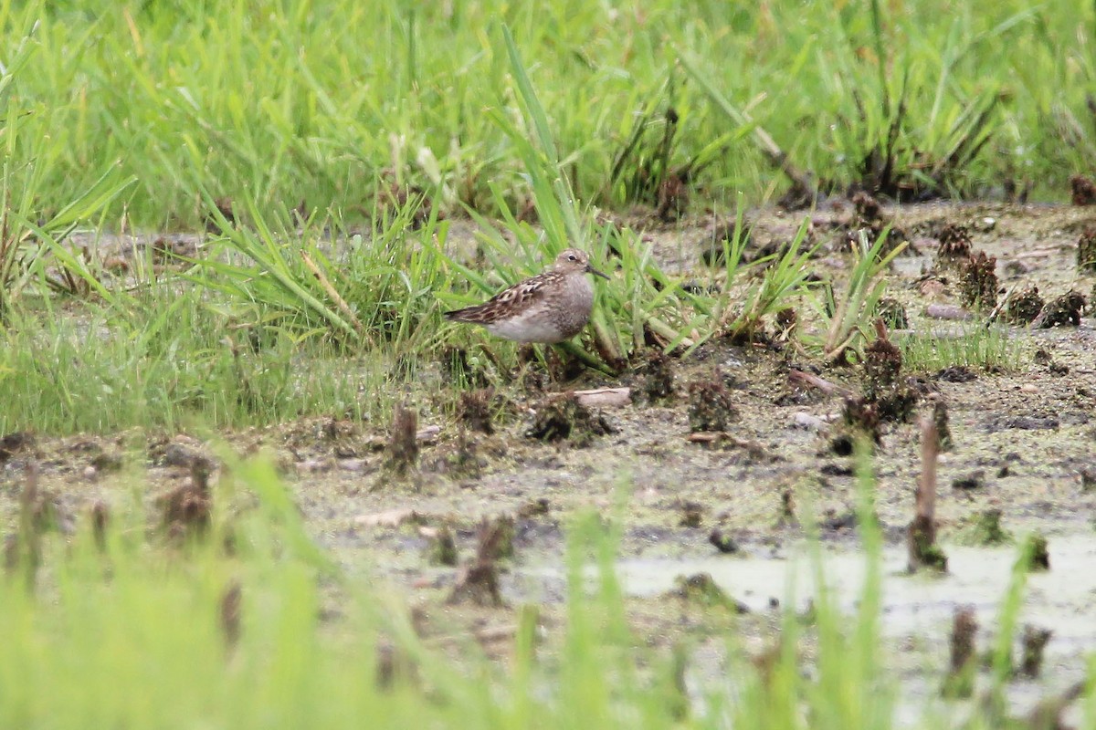 Bécasseau à poitrine cendrée - ML610590065