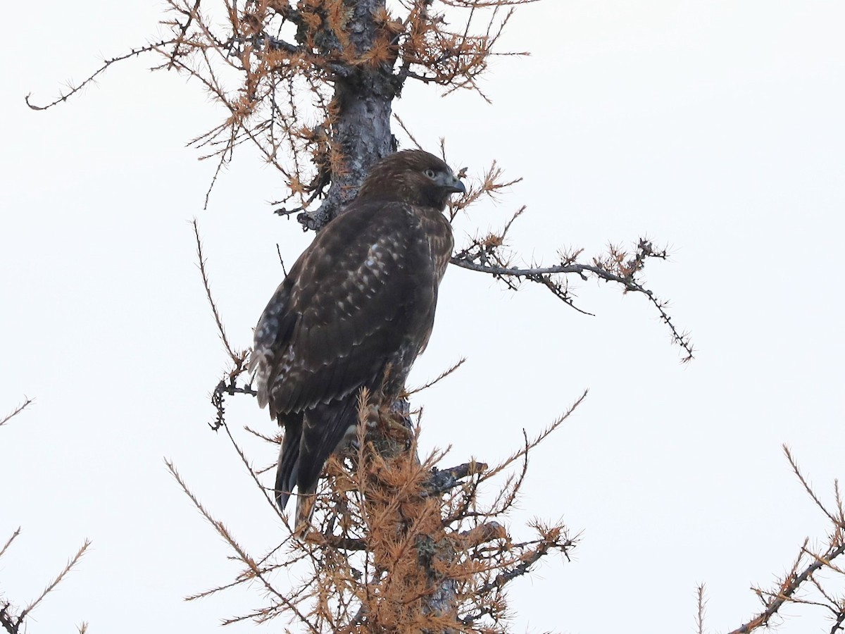 Rotschwanzbussard (abieticola) - ML610590093