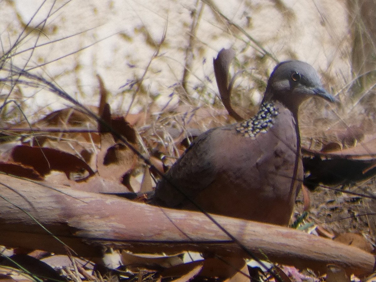 Spotted Dove - ML610590183