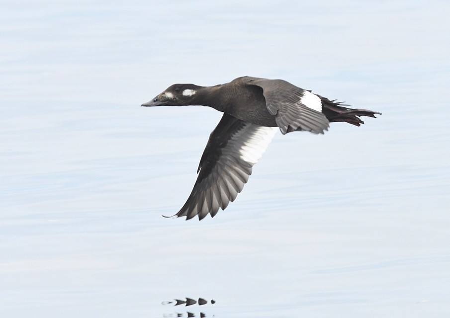 White-winged Scoter - ML610590279