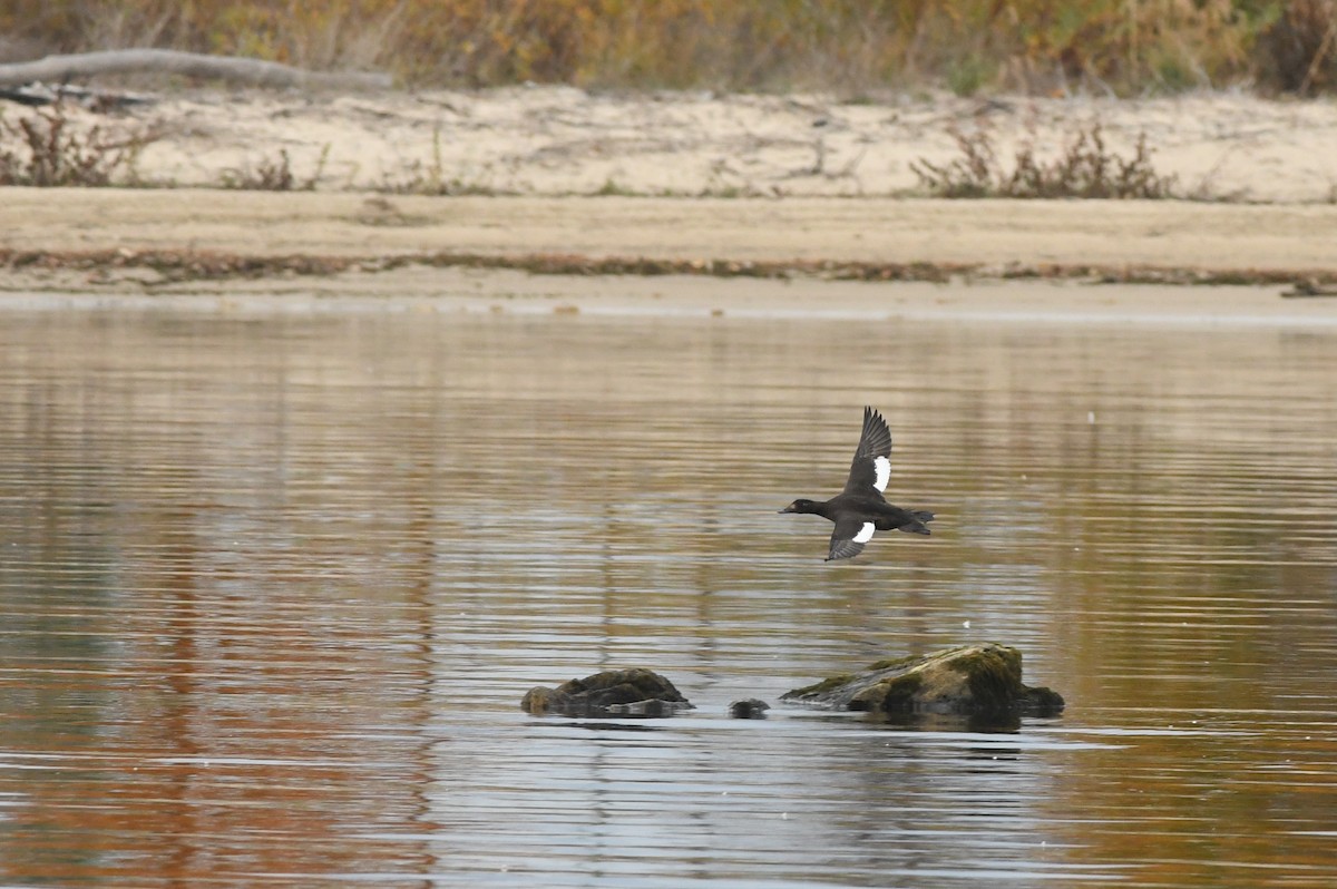 White-winged Scoter - ML610590280