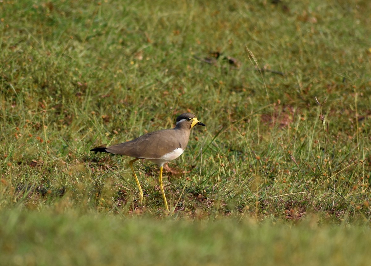 Yellow-wattled Lapwing - ML610590304