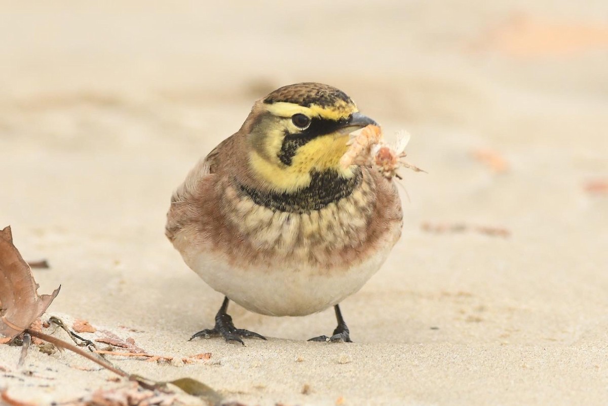 Horned Lark - ML610590307