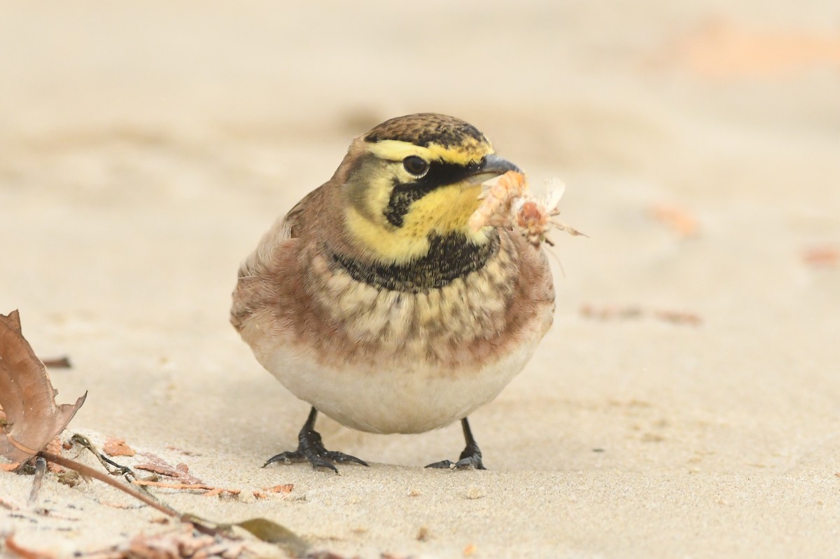 Horned Lark - ML610590313