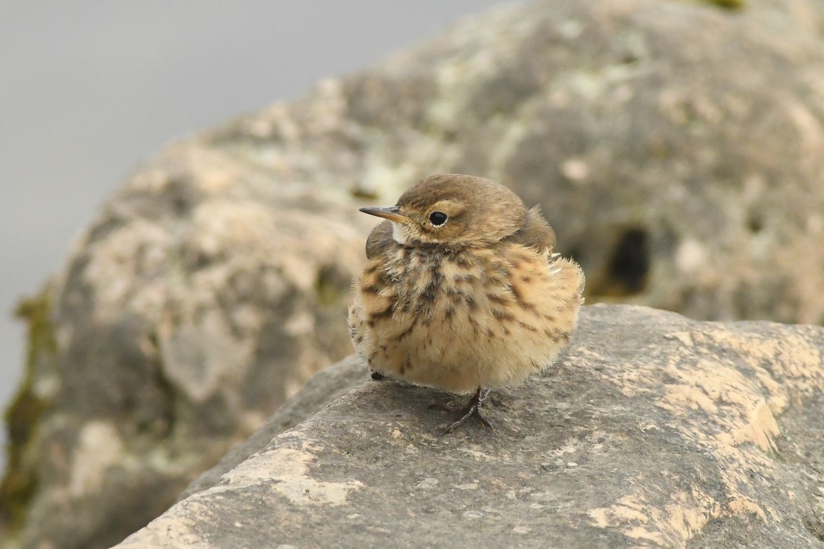 American Pipit - ML610590320