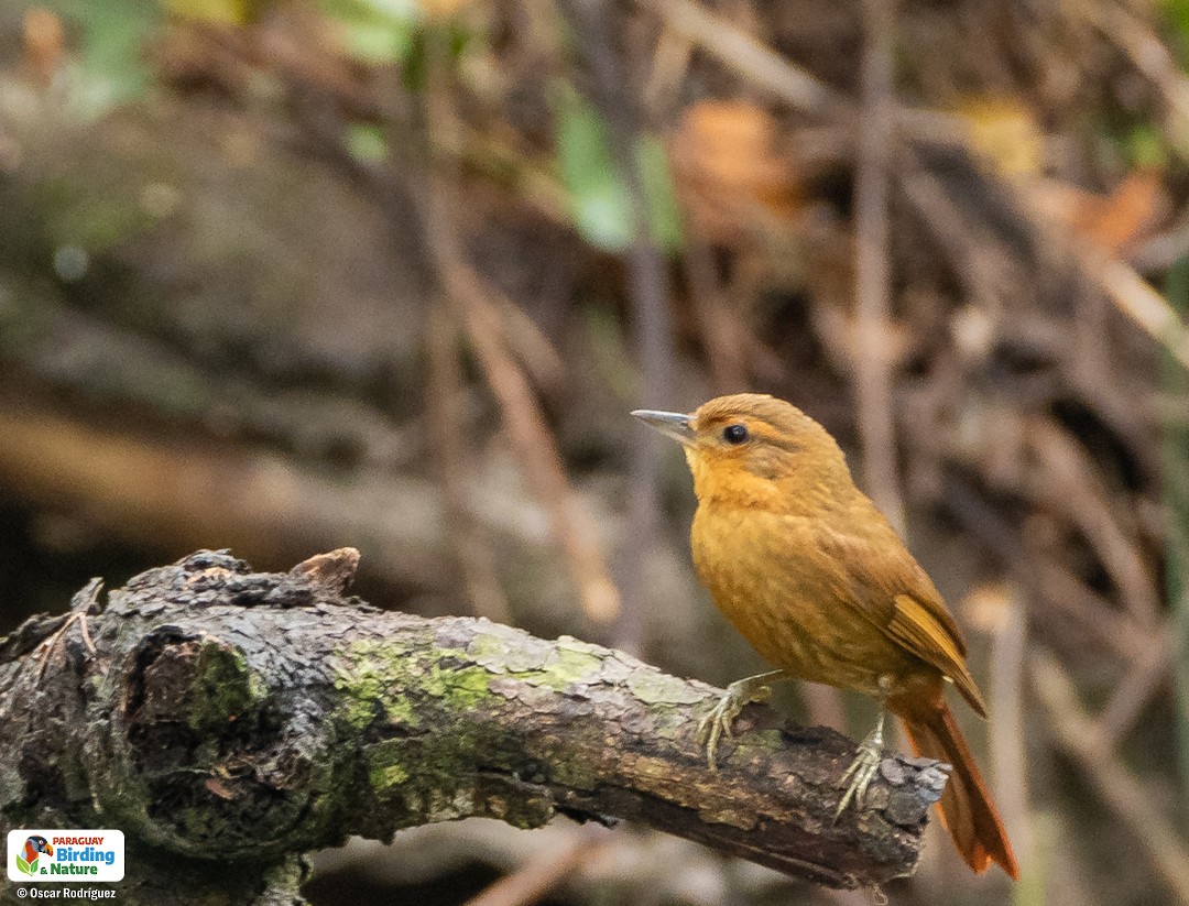 Russet-mantled Foliage-gleaner - Oscar  Rodriguez CON-Paraguay Birding & Nature