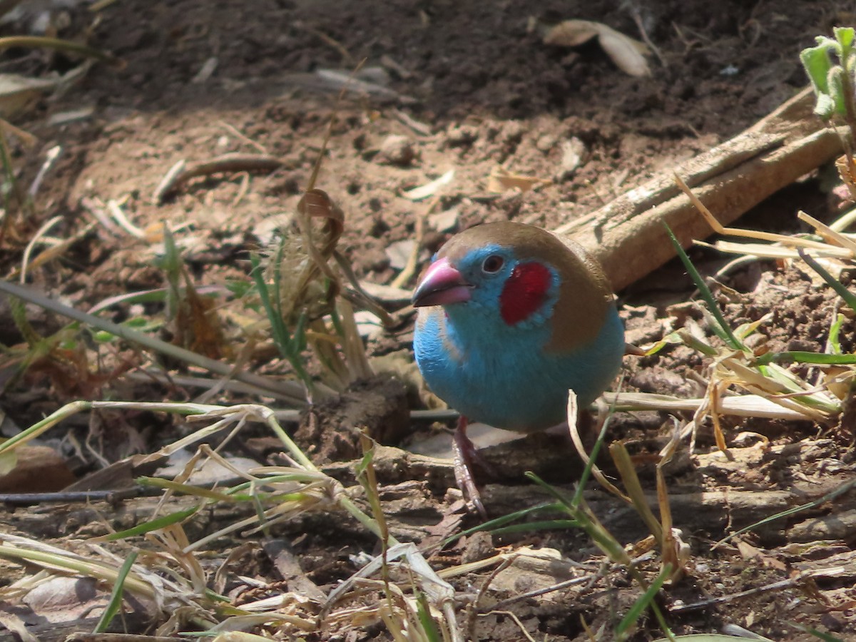 Red-cheeked Cordonbleu - ML610590435