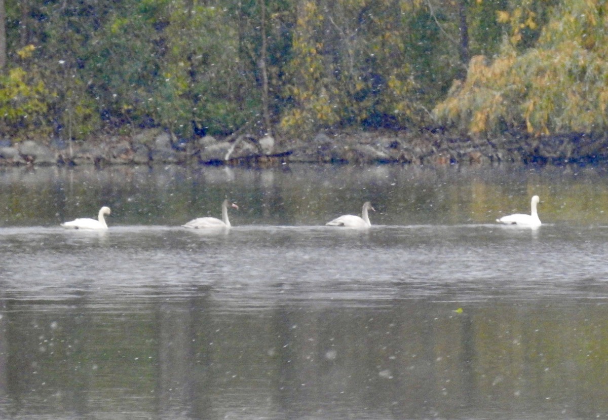 Trumpeter Swan - ML610590620