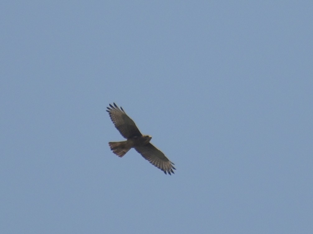 White-eyed Buzzard - ML610590653