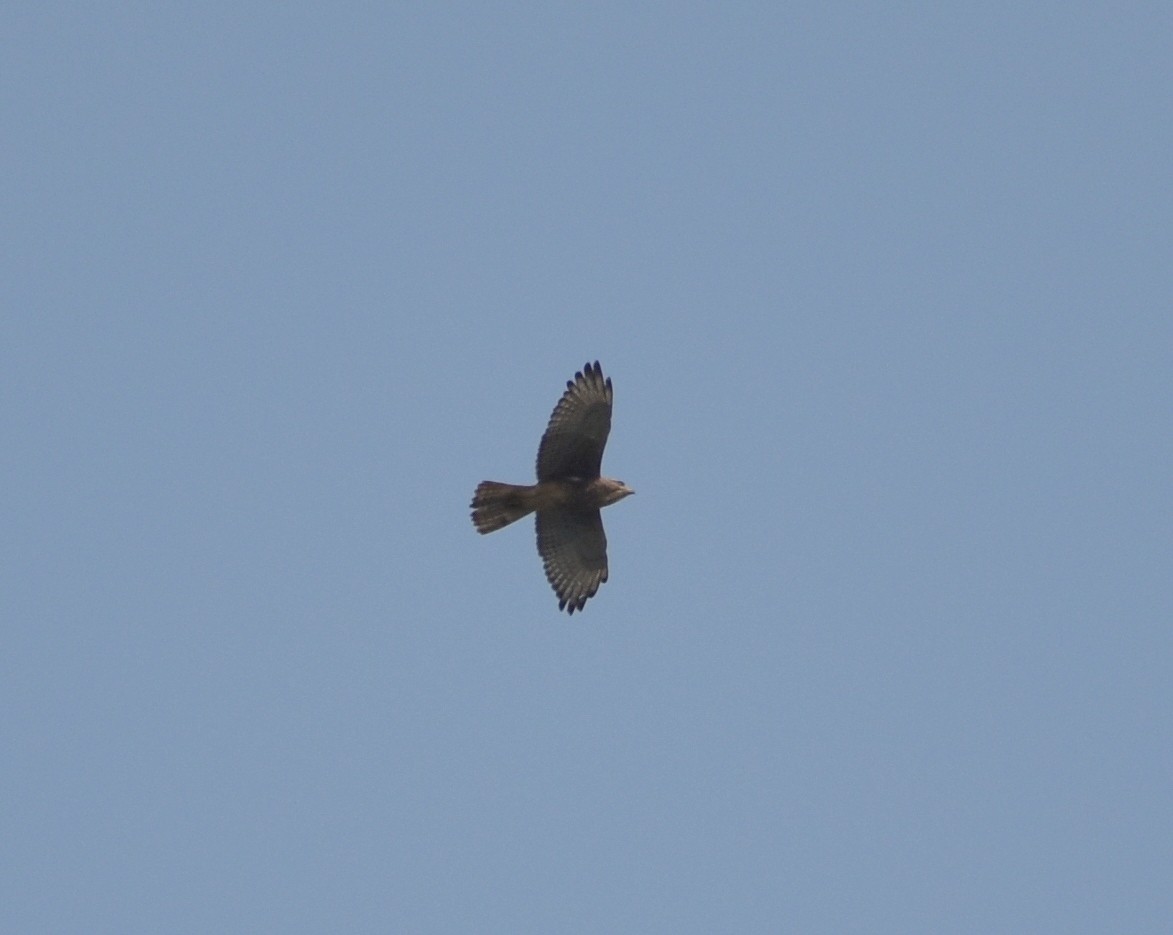 White-eyed Buzzard - ML610590654