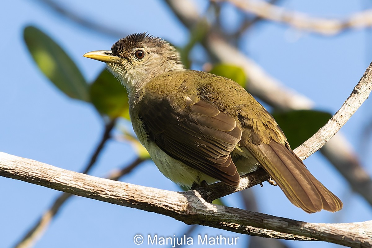 Bulbul de Nicobar - ML610590678